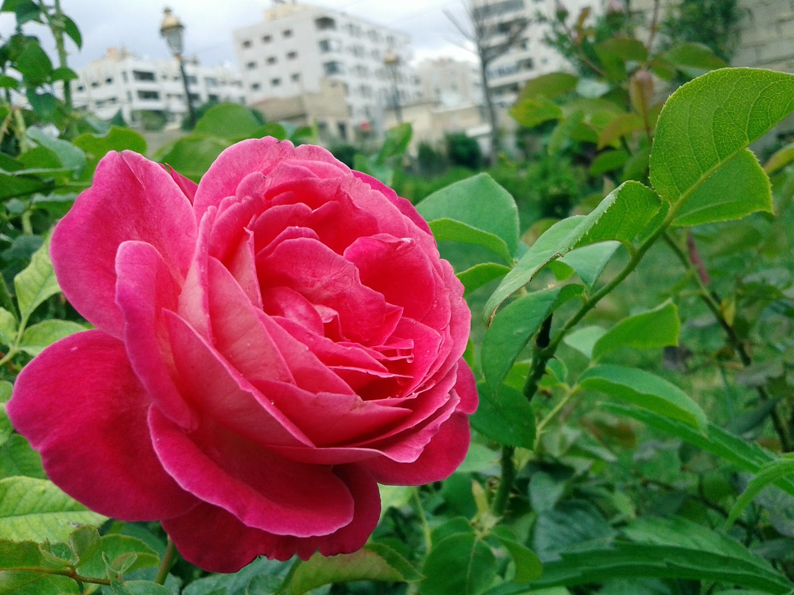 بناء الفاروق 3