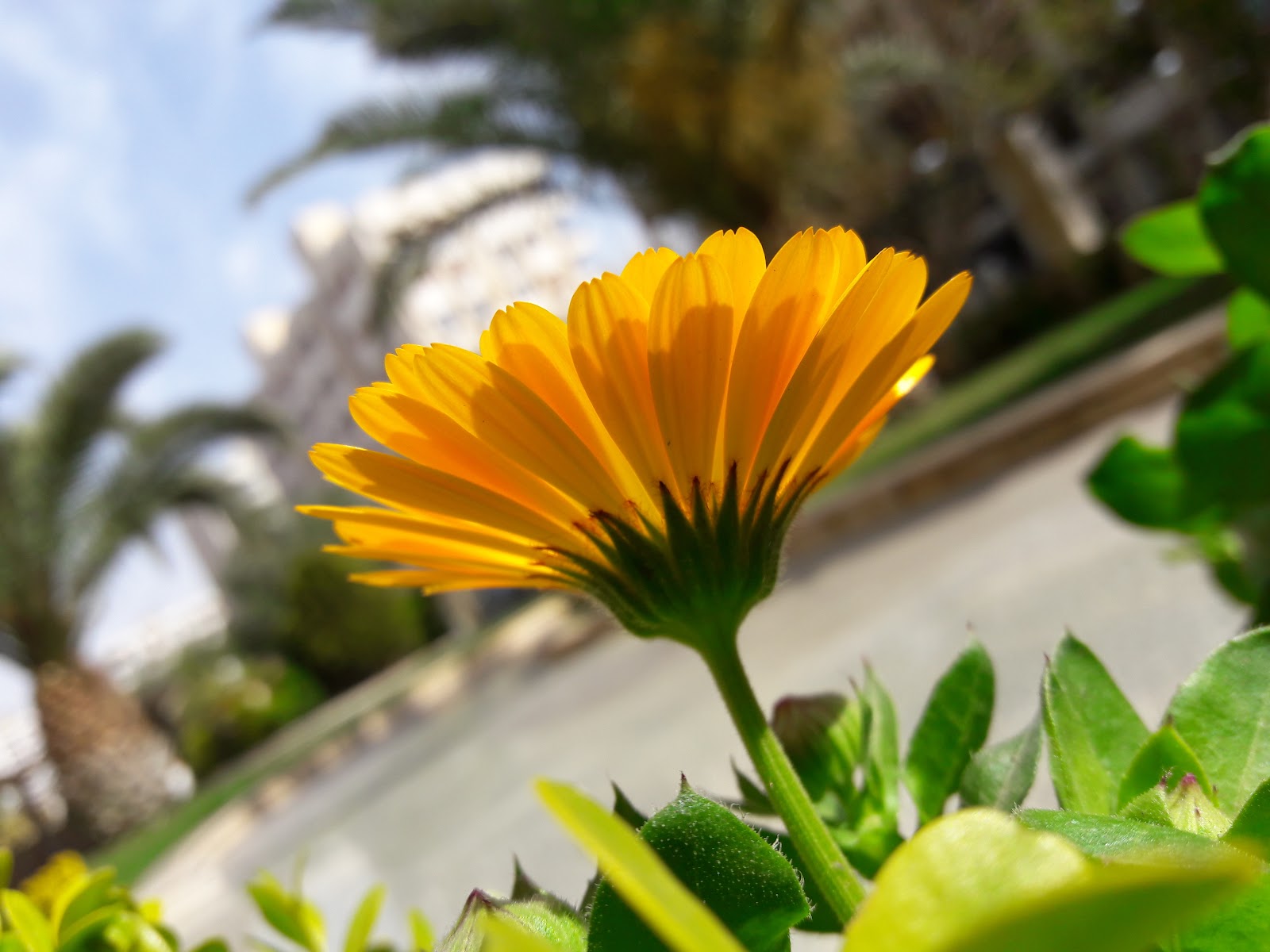 بناء الفاروق 4