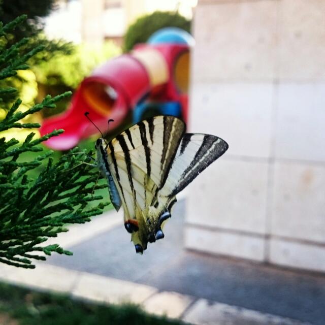 بناء الفاروق 5